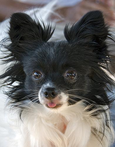 A dog image from https://images.dog.ceo/breeds/papillon/n02086910_2466.jpg