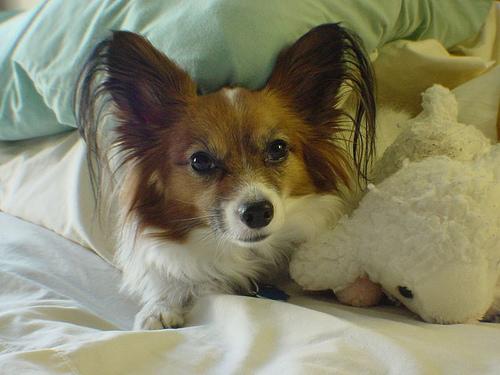 A dog image from https://images.dog.ceo/breeds/papillon/n02086910_2875.jpg