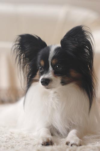 A dog image from https://images.dog.ceo/breeds/papillon/n02086910_2999.jpg