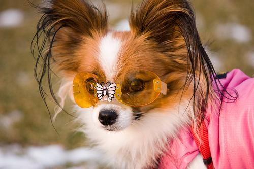 A dog image from https://images.dog.ceo/breeds/papillon/n02086910_3320.jpg