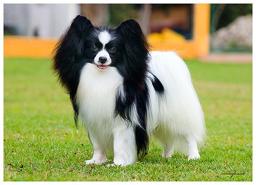 A dog image from https://images.dog.ceo/breeds/papillon/n02086910_334.jpg