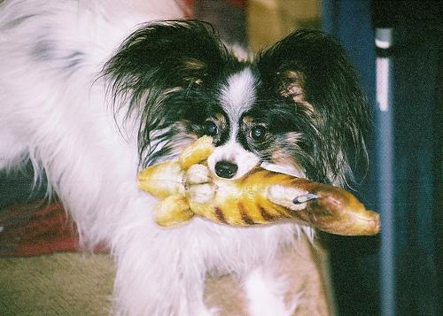 A dog image from https://images.dog.ceo/breeds/papillon/n02086910_3616.jpg