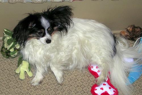 A dog image from https://images.dog.ceo/breeds/papillon/n02086910_3633.jpg