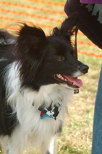 A dog image from https://images.dog.ceo/breeds/papillon/n02086910_4296.jpg