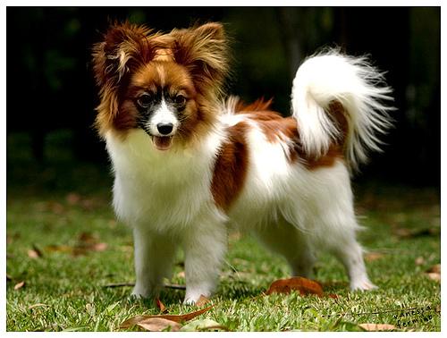 A dog image from https://images.dog.ceo/breeds/papillon/n02086910_4551.jpg