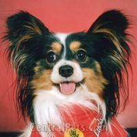 A dog image from https://images.dog.ceo/breeds/papillon/n02086910_5017.jpg