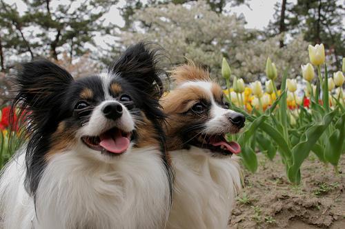 A dog image from https://images.dog.ceo/breeds/papillon/n02086910_5399.jpg