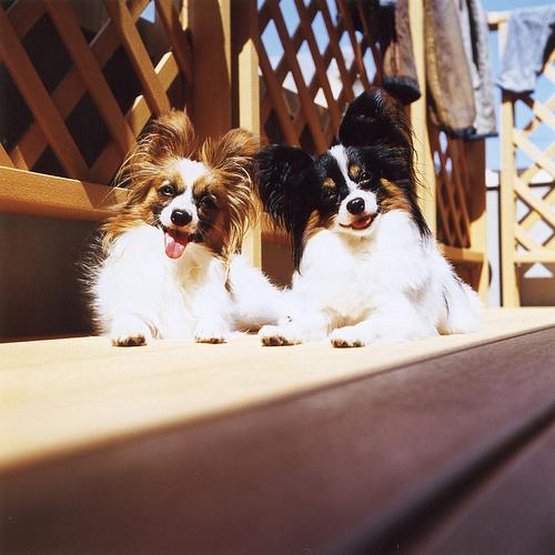 A dog image from https://images.dog.ceo/breeds/papillon/n02086910_5408.jpg