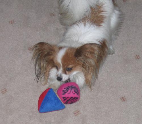 A dog image from https://images.dog.ceo/breeds/papillon/n02086910_5530.jpg