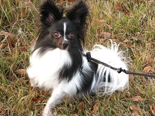 A dog image from https://images.dog.ceo/breeds/papillon/n02086910_5560.jpg