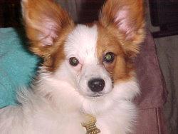 A dog image from https://images.dog.ceo/breeds/papillon/n02086910_5598.jpg