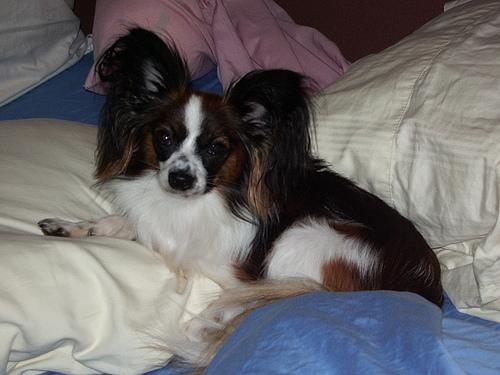 A dog image from https://images.dog.ceo/breeds/papillon/n02086910_5942.jpg