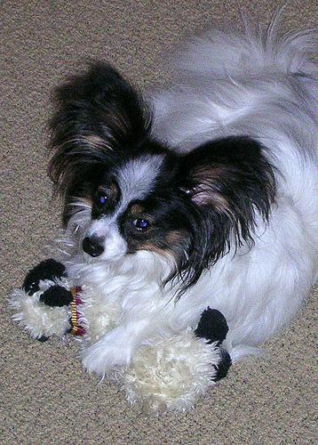 A dog image from https://images.dog.ceo/breeds/papillon/n02086910_6089.jpg