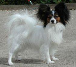 A dog image from https://images.dog.ceo/breeds/papillon/n02086910_6293.jpg