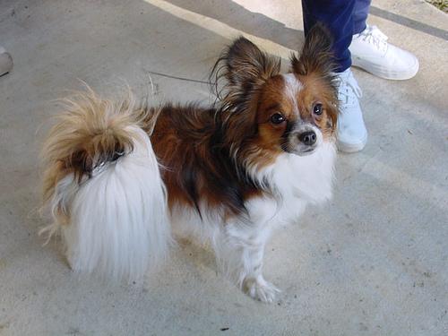 A dog image from https://images.dog.ceo/breeds/papillon/n02086910_6483.jpg