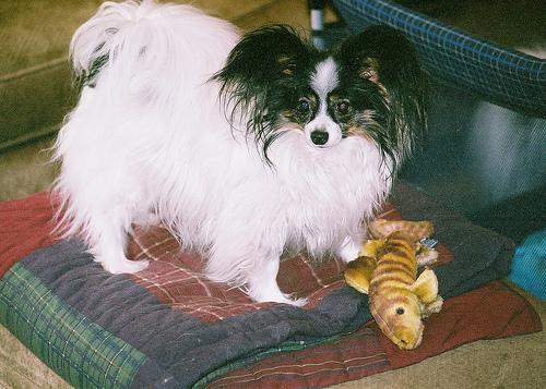 A dog image from https://images.dog.ceo/breeds/papillon/n02086910_6682.jpg