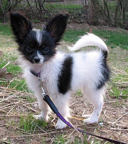 A dog image from https://images.dog.ceo/breeds/papillon/n02086910_695.jpg