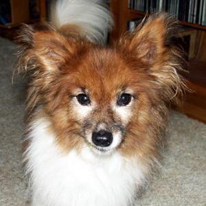 A dog image from https://images.dog.ceo/breeds/papillon/n02086910_7019.jpg