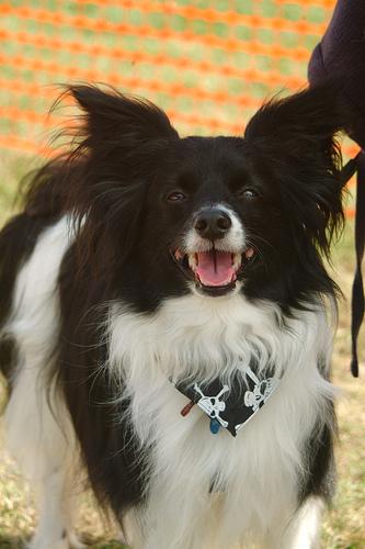 A dog image from https://images.dog.ceo/breeds/papillon/n02086910_7412.jpg