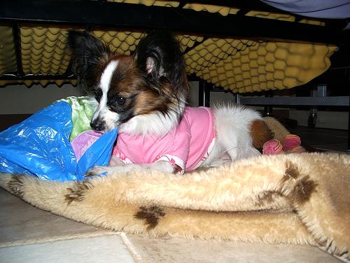 A dog image from https://images.dog.ceo/breeds/papillon/n02086910_7752.jpg