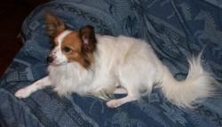 A dog image from https://images.dog.ceo/breeds/papillon/n02086910_7842.jpg