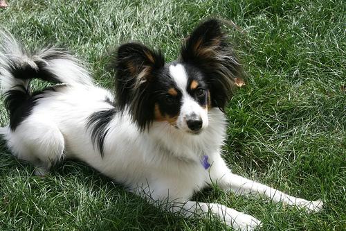 A dog image from https://images.dog.ceo/breeds/papillon/n02086910_7857.jpg