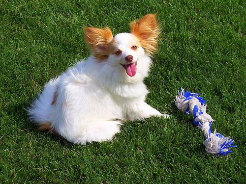 A dog image from https://images.dog.ceo/breeds/papillon/n02086910_7909.jpg