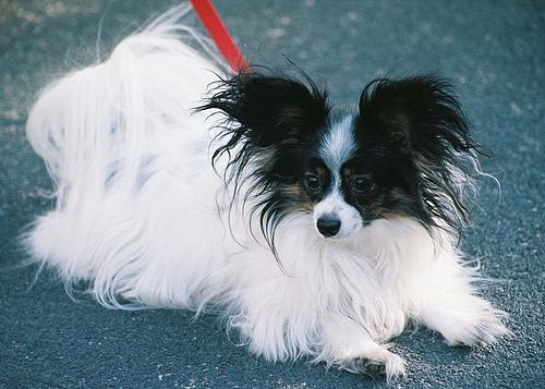 A dog image from https://images.dog.ceo/breeds/papillon/n02086910_8194.jpg