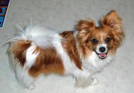 A dog image from https://images.dog.ceo/breeds/papillon/n02086910_8209.jpg