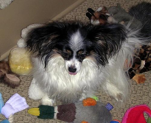 A dog image from https://images.dog.ceo/breeds/papillon/n02086910_8866.jpg