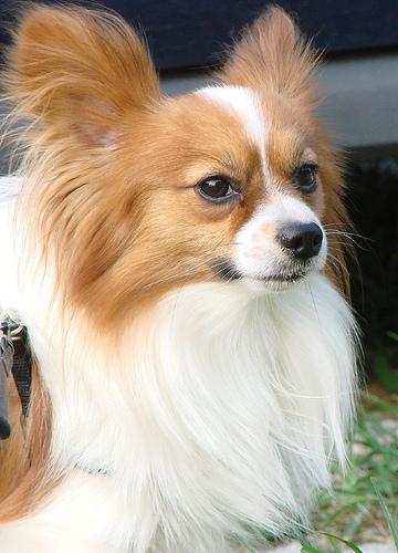 A dog image from https://images.dog.ceo/breeds/papillon/n02086910_9041.jpg