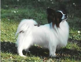 A dog image from https://images.dog.ceo/breeds/papillon/n02086910_9128.jpg