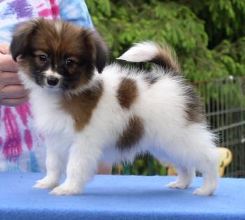 A dog image from https://images.dog.ceo/breeds/papillon/n02086910_9710.jpg