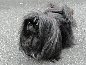 A dog image from https://images.dog.ceo/breeds/pekinese/n02086079_10159.jpg