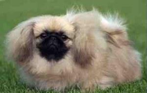 A dog image from https://images.dog.ceo/breeds/pekinese/n02086079_10932.jpg