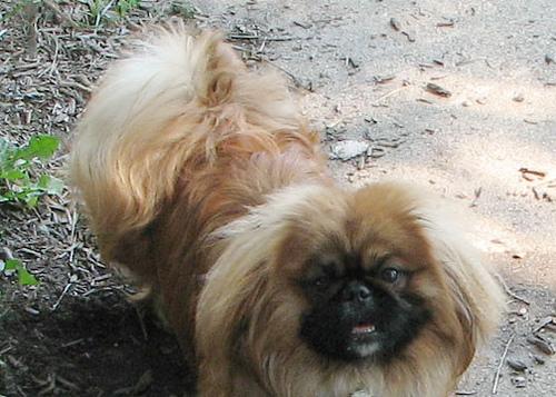 A dog image from https://images.dog.ceo/breeds/pekinese/n02086079_11420.jpg