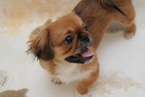 A dog image from https://images.dog.ceo/breeds/pekinese/n02086079_17686.jpg