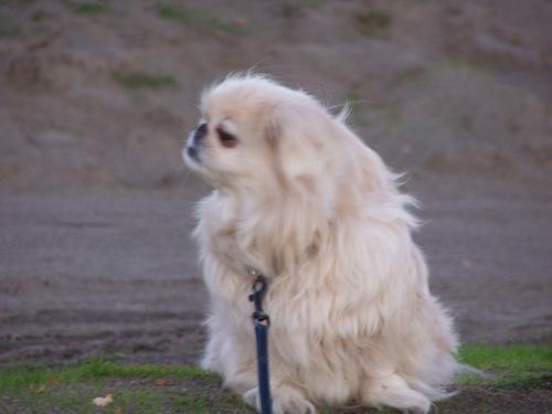 A dog image from https://images.dog.ceo/breeds/pekinese/n02086079_19863.jpg