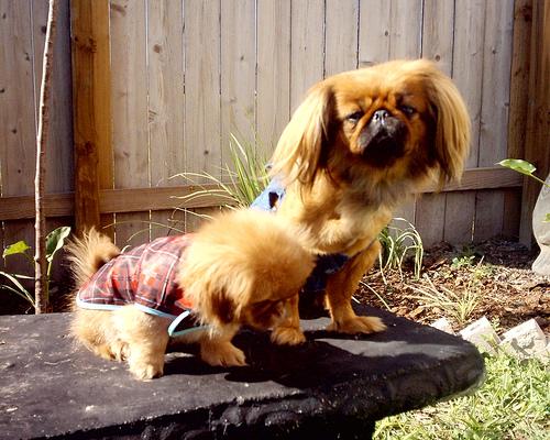 A dog image from https://images.dog.ceo/breeds/pekinese/n02086079_20762.jpg