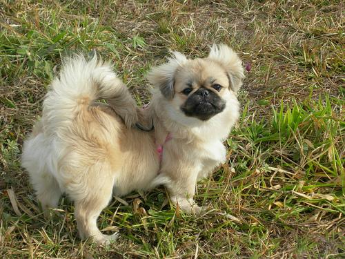 pekinese