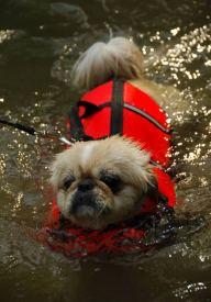 A dog image from https://images.dog.ceo/breeds/pekinese/n02086079_23100.jpg