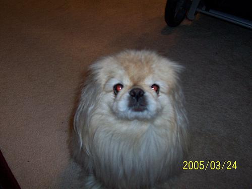 A dog image from https://images.dog.ceo/breeds/pekinese/n02086079_2933.jpg