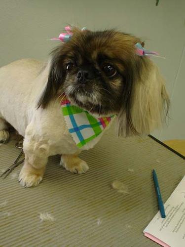 A dog image from https://images.dog.ceo/breeds/pekinese/n02086079_3832.jpg