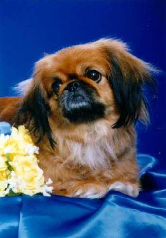 A dog image from https://images.dog.ceo/breeds/pekinese/n02086079_4456.jpg