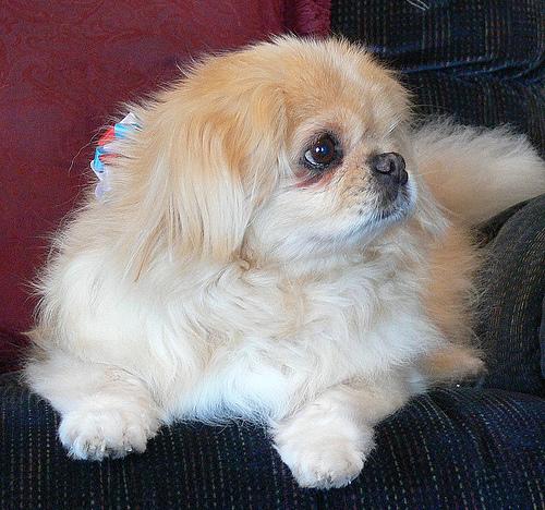 A dog image from https://images.dog.ceo/breeds/pekinese/n02086079_6467.jpg