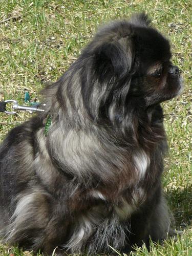 A dog image from https://images.dog.ceo/breeds/pekinese/n02086079_6926.jpg