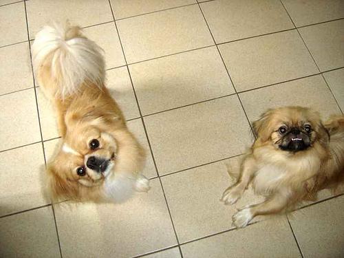 A dog image from https://images.dog.ceo/breeds/pekinese/n02086079_7817.jpg