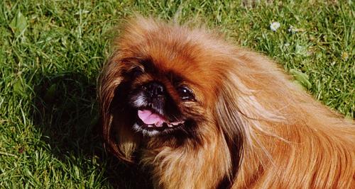 A dog image from https://images.dog.ceo/breeds/pekinese/n02086079_8826.jpg