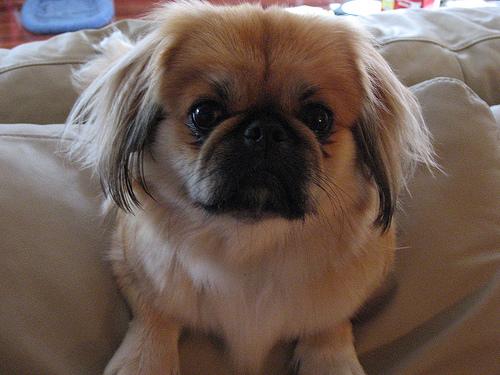 A dog image from https://images.dog.ceo/breeds/pekinese/n02086079_9316.jpg