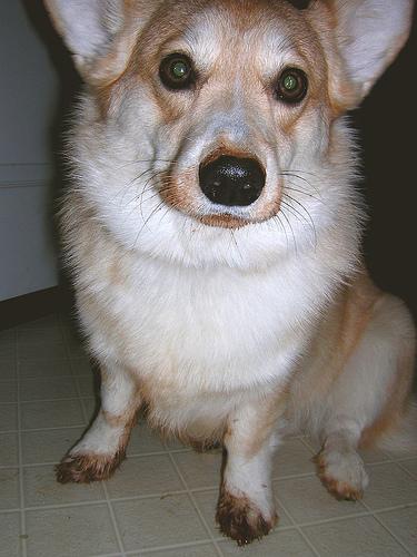 A dog image from https://images.dog.ceo/breeds/pembroke/n02113023_7254.jpg